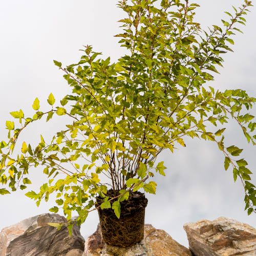 Пузыреплодник калинолистный Расберри Лемонад купить во Владимире