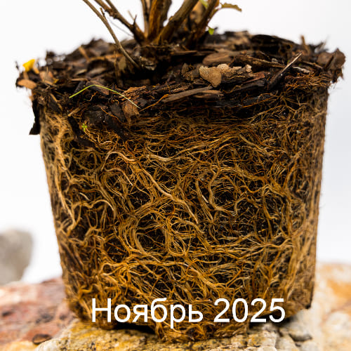 Пузыреплодник калинолистный Расберри Лемонад купить во Владимире