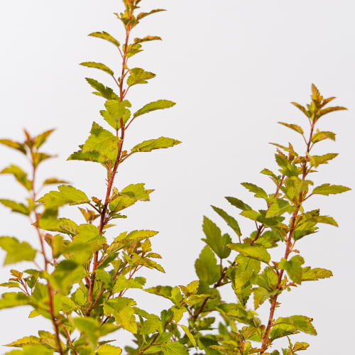 Пузыреплодник калинолистный Расберри Лемонад купить во Владимире