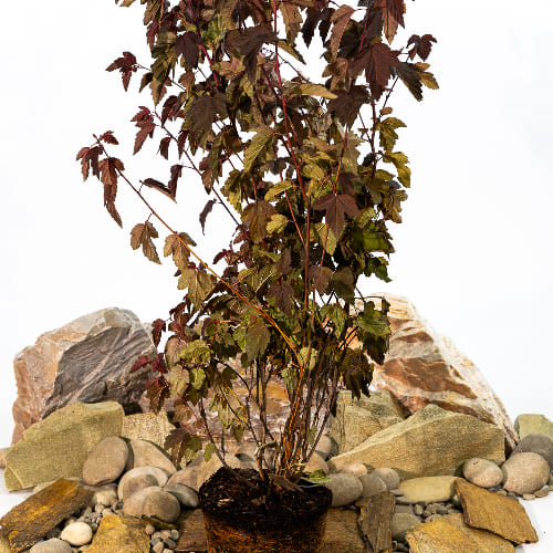 Пузыреплодник калинолистный Саммер Вайн купить во Владимире