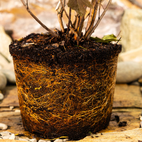 Пузыреплодник калинолистный Саммер Вайн купить во Владимире