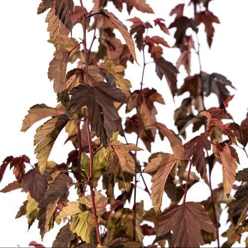 Пузыреплодник калинолистный Саммер Вайн купить во Владимире