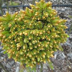 Ель обыкновенная Барри купить во Владимире