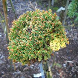 Ель обыкновенная Барри купить во Владимире