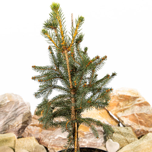 Ель обыкновенная Купресина купить в Нижнем Новгороде