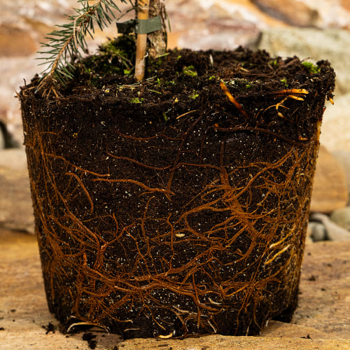 Ель обыкновенная Купресина купить в Нижнем Новгороде