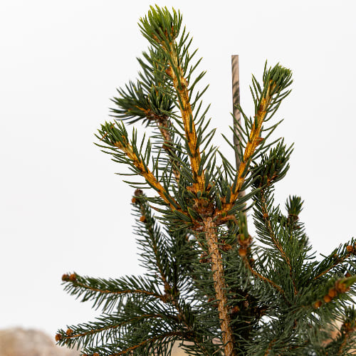 Ель обыкновенная Купресина купить в Нижнем Новгороде