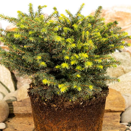 Ель обыкновенная Нидиформис купить в Нижнем Новгороде