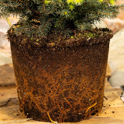 Ель обыкновенная Нидиформис купить в Нижнем Новгороде