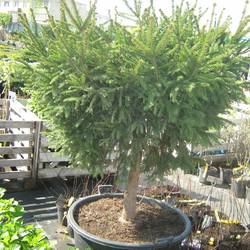 Ель обыкновенная Пигмея купить в Нижнем Новгороде