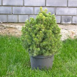 Ель обыкновенная Томпа купить в Нижнем Новгороде