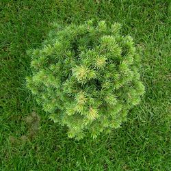 Ель обыкновенная Томпа купить в Нижнем Новгороде