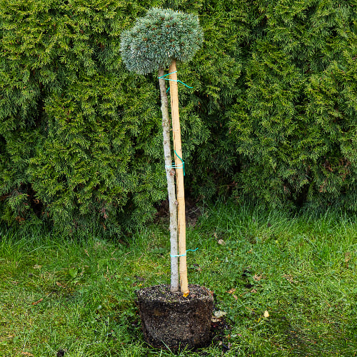 Ель Энгельмана Хобо купить во Владимире