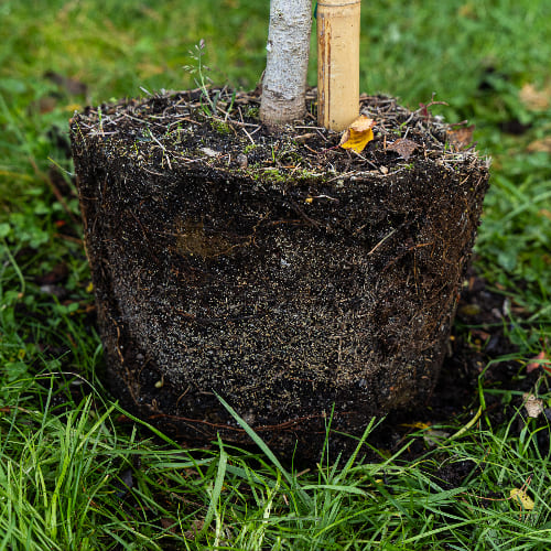 Ель Энгельмана Хобо купить во Владимире