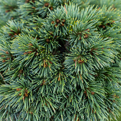 Ель Энгельмана Хобо купить во Владимире