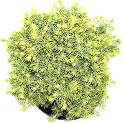 Ель канадская Альберта Глобе купить в Нижнем Новгороде