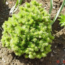 Ель канадская Альберта Глобе купить в Нижнем Новгороде