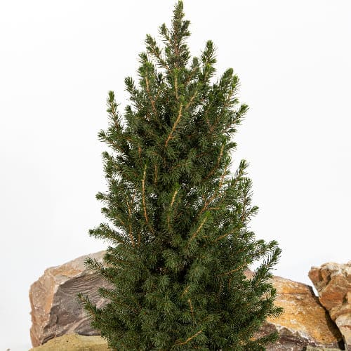 Ель канадская Коника купить в Нижнем Новгороде