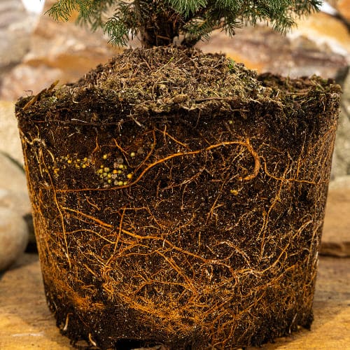 Ель канадская Коника купить в Нижнем Новгороде