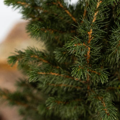 Ель канадская Коника купить в Нижнем Новгороде
