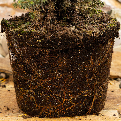 Ель сербская Карел купить в Нижнем Новгороде