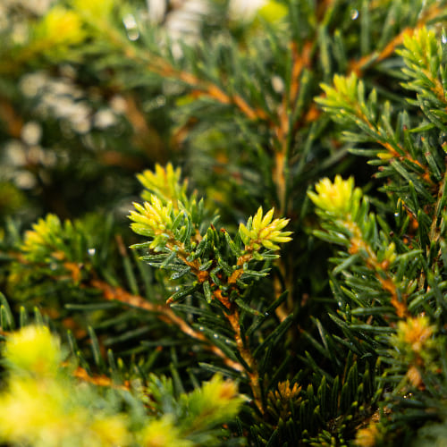 Ель сербская Карел купить в Нижнем Новгороде