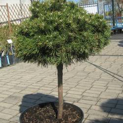 Ель сербская Нана Минима купить во Владимире