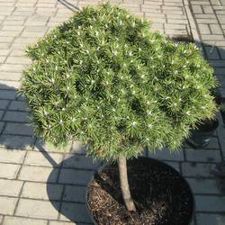 Ель сербская Нана Минима купить во Владимире