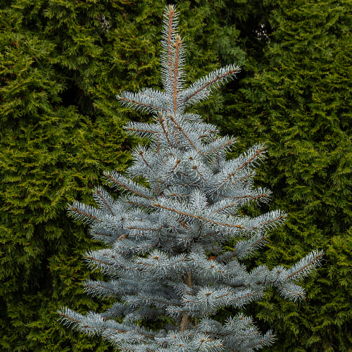 Ель колючая Блю Диамонд купить во Владимире