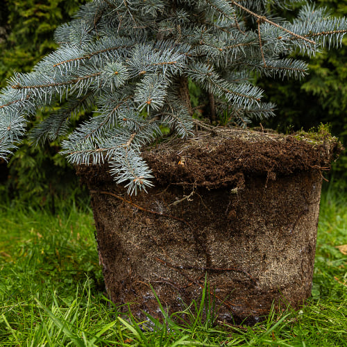 Ель колючая Блю Диамонд купить во Владимире