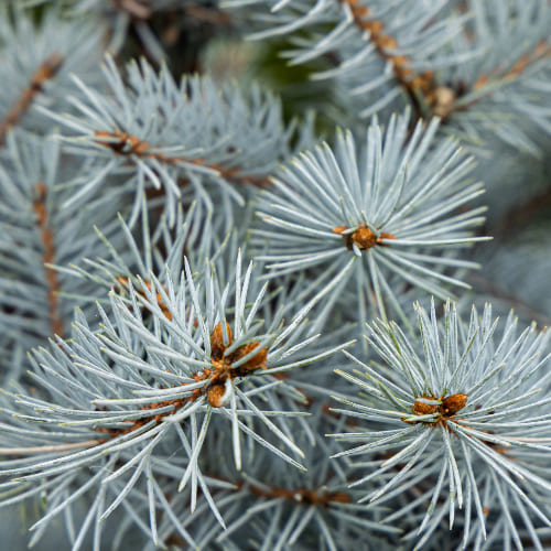 Ель колючая Блю Диамонд купить во Владимире