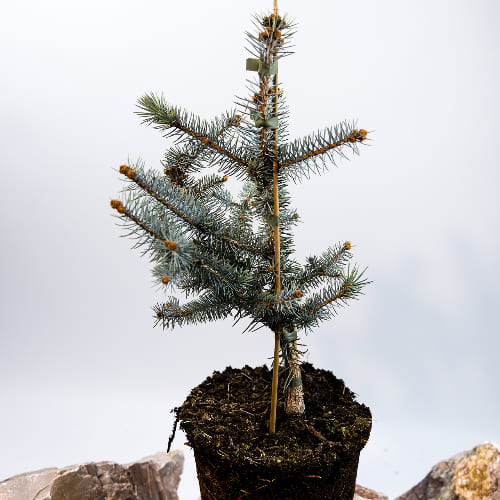 Ель колючая Эдит купить во Владимире