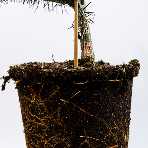 Ель колючая Эдит купить во Владимире