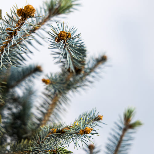Ель колючая Эдит купить во Владимире
