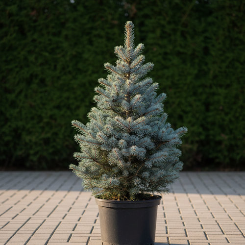 Ель колючая Фат Альберт купить в Ульяновске