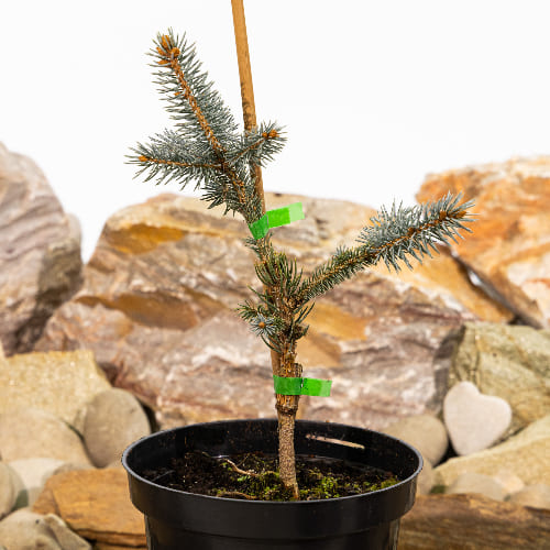 Ель колючая Фат Альберт купить в Ульяновске