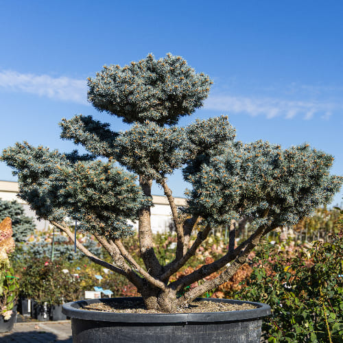 Ель колючая Глаука Глобоза (бонсай) купить