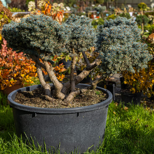 Ель колючая Глаука Глобоза (бонсай) купить во Владимире