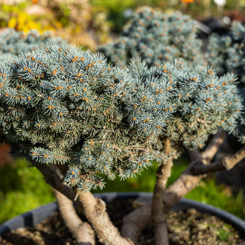 Ель колючая Глаука Глобоза (бонсай) купить во Владимире