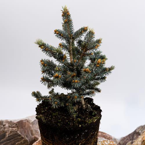 Ель колючая Глаука Глобоза купить в Нижнем Новгороде