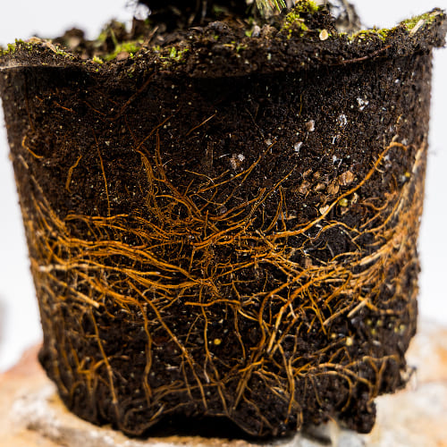 Ель колючая Глаука Глобоза купить в Нижнем Новгороде