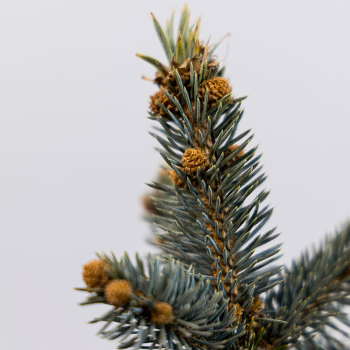 Ель колючая Глаука Глобоза купить в Нижнем Новгороде