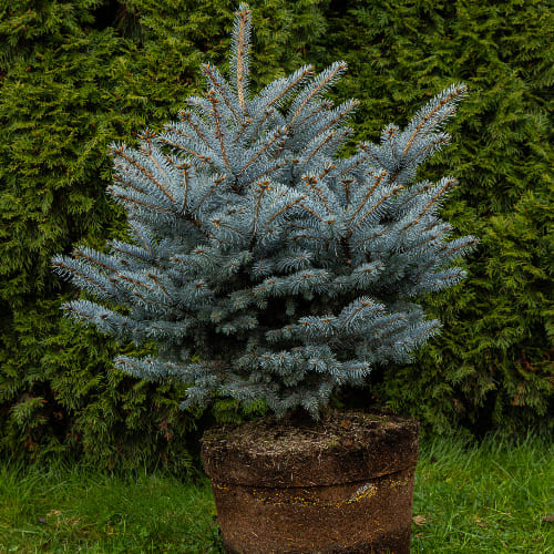 Ель колючая Глаука Глобоза купить в Нижнем Новгороде