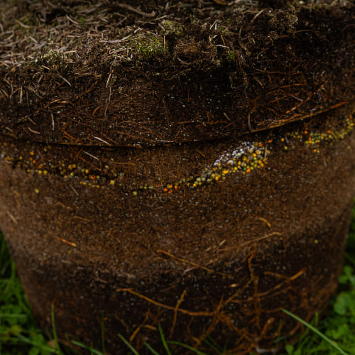 Ель колючая Глаука Глобоза купить в Нижнем Новгороде