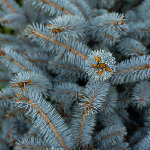 Ель колючая Глаука Глобоза купить в Нижнем Новгороде