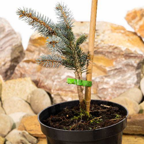 Ель колючая Глаука Глобоза купить во Владимире