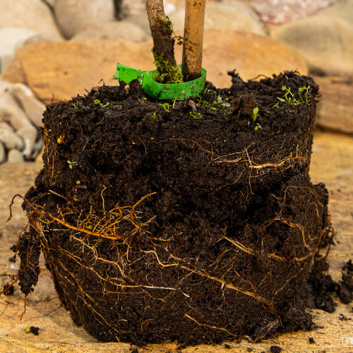 Ель колючая Глаука Глобоза купить во Владимире