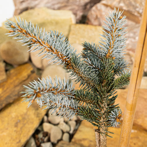 Ель колючая Глаука Глобоза купить во Владимире