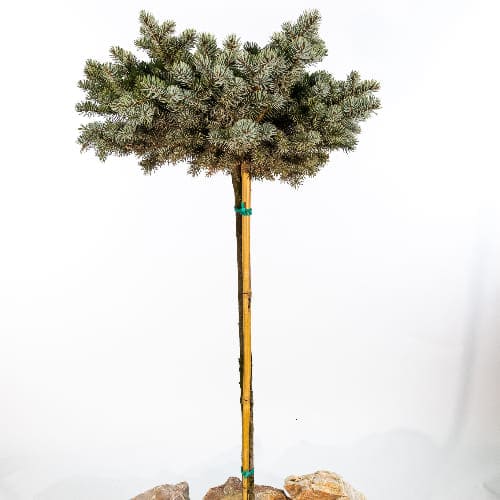 Ель колючая Глаука Глобоза купить во Владимире