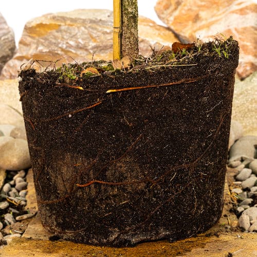 Ель колючая Глаука Глобоза купить во Владимире